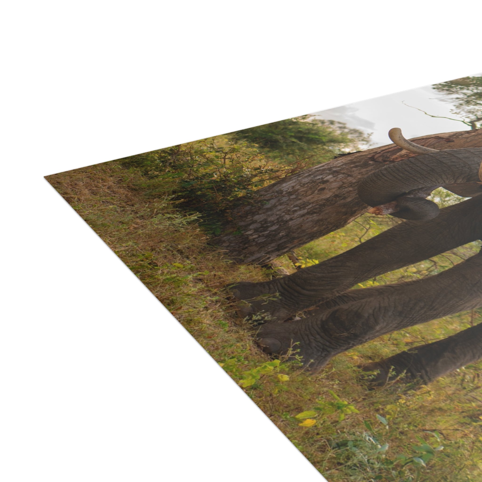 Somopane Postcards (with envelopes) 10's