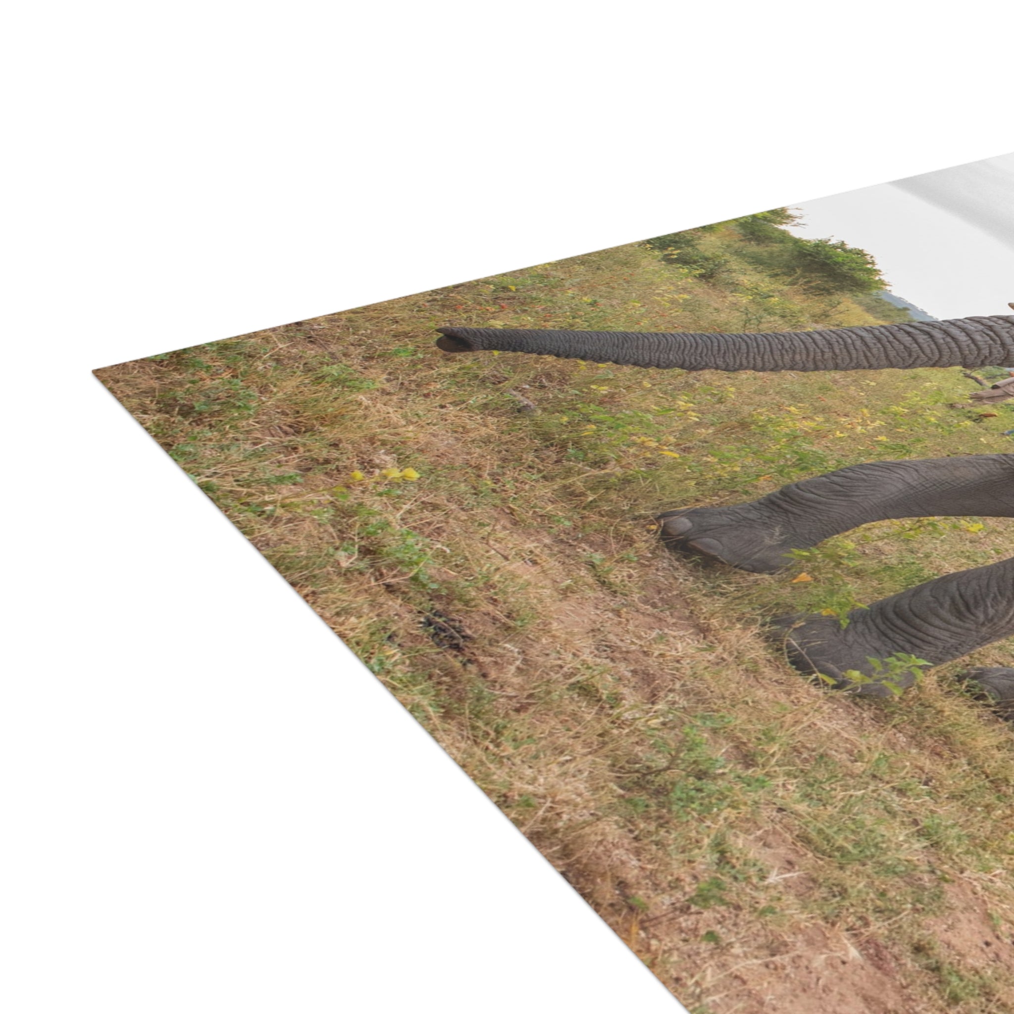 Mambo Postcards (with envelopes) 10's