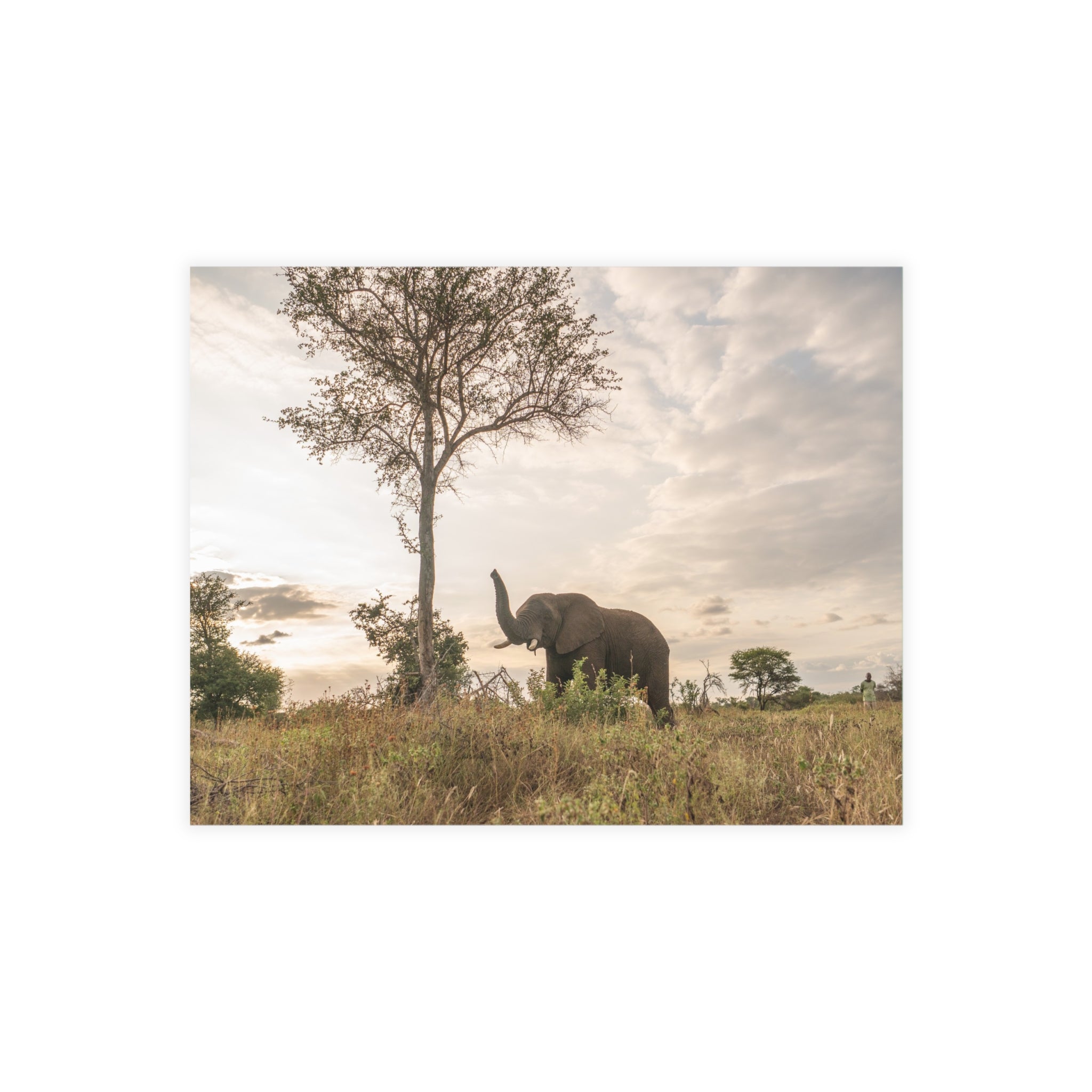 Jabulani Postcards (with envelopes) 10's