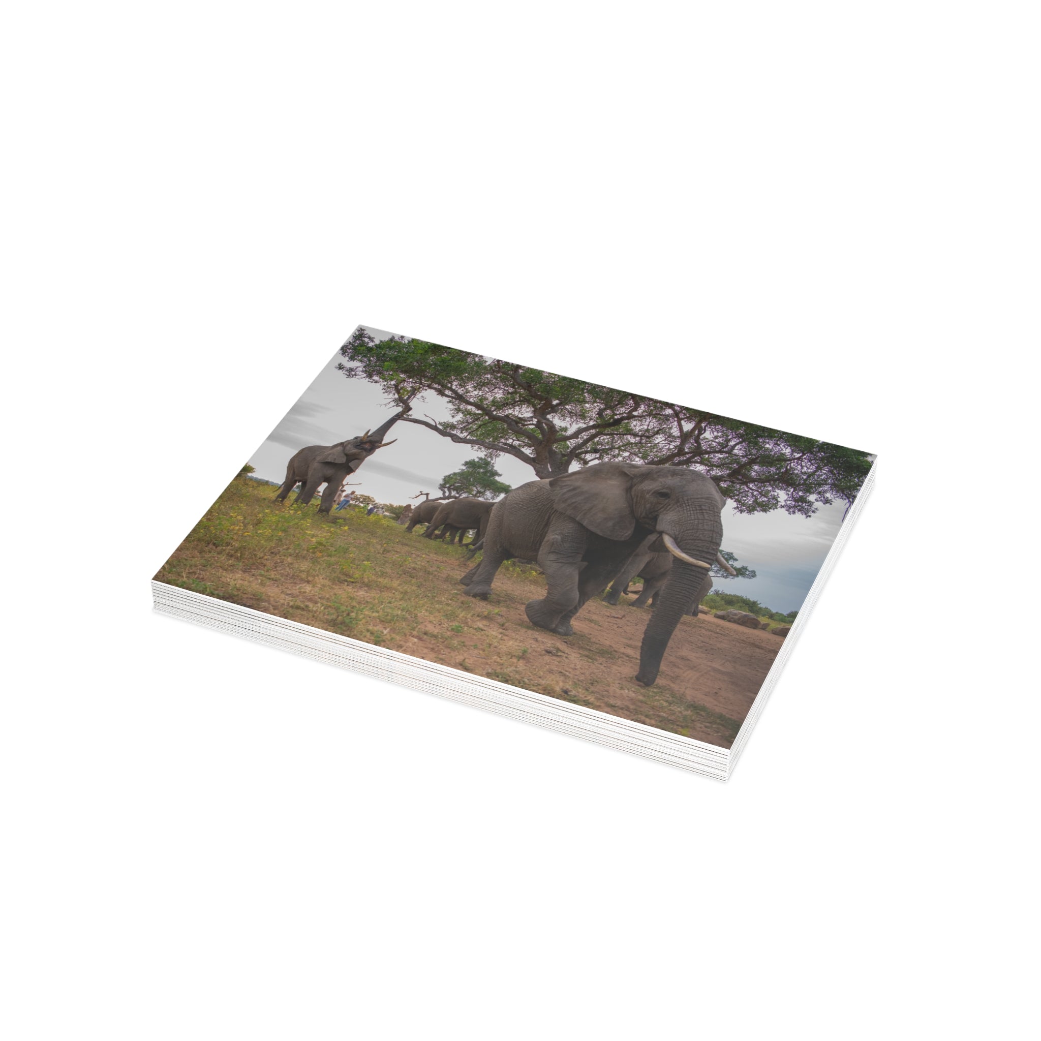 Tokwe Postcards (with envelopes) 10's