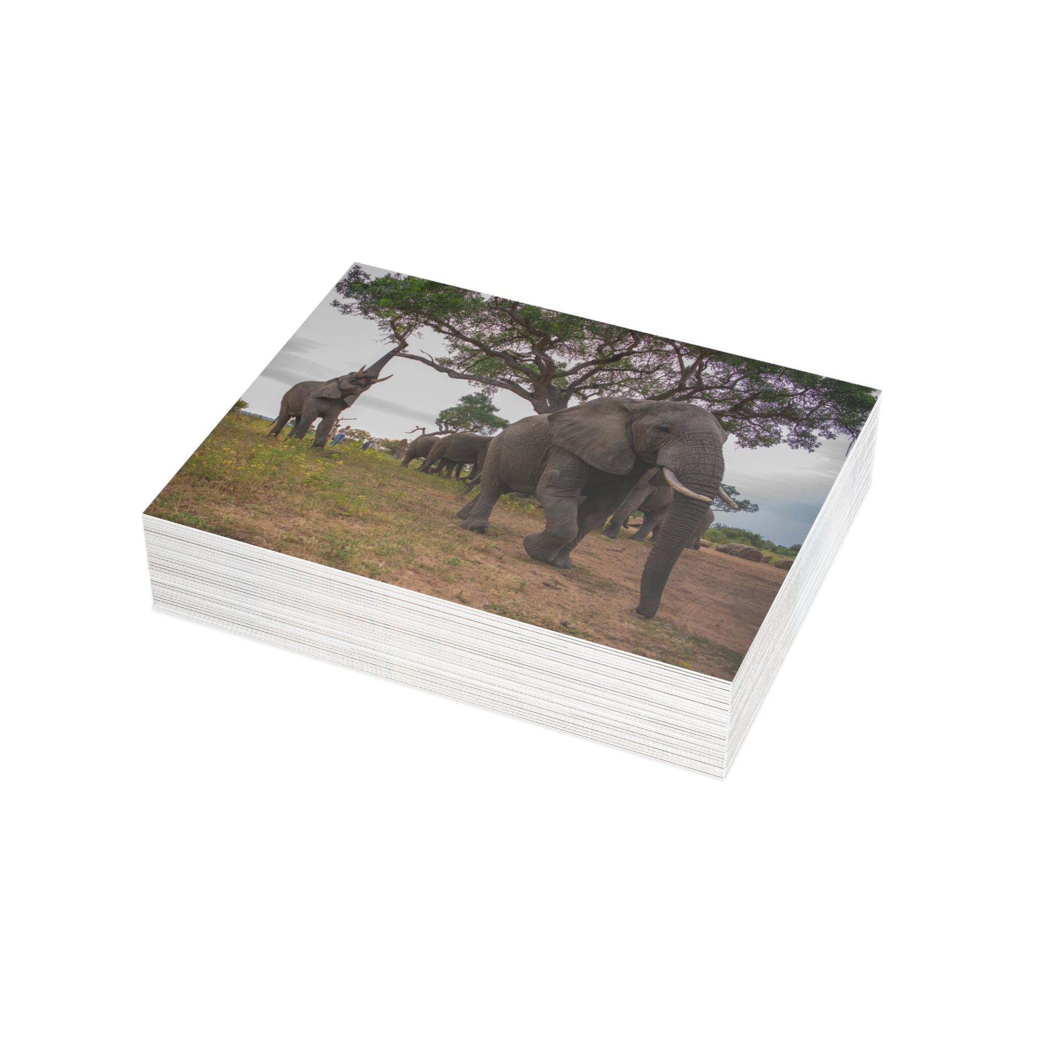 Tokwe Postcards (with envelopes) 10's