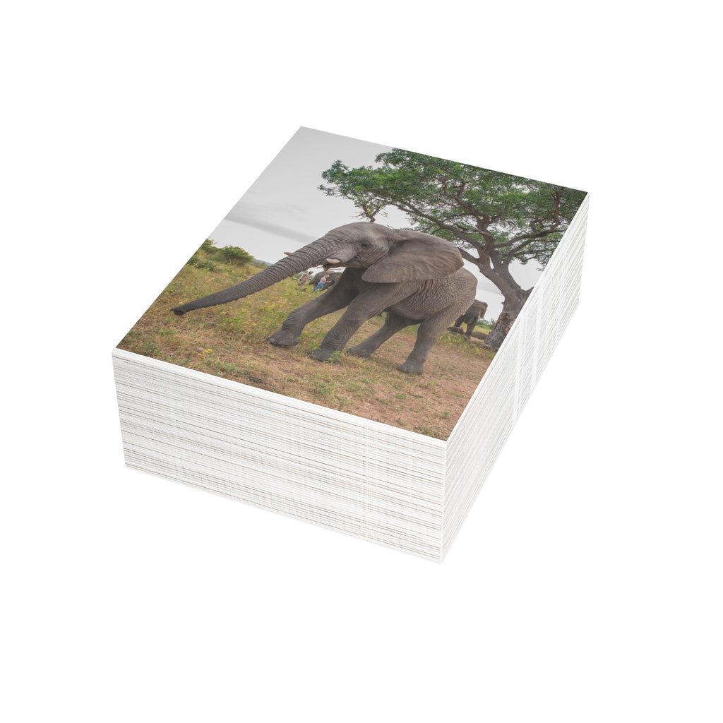 Mambo Postcards (with envelopes) 10's