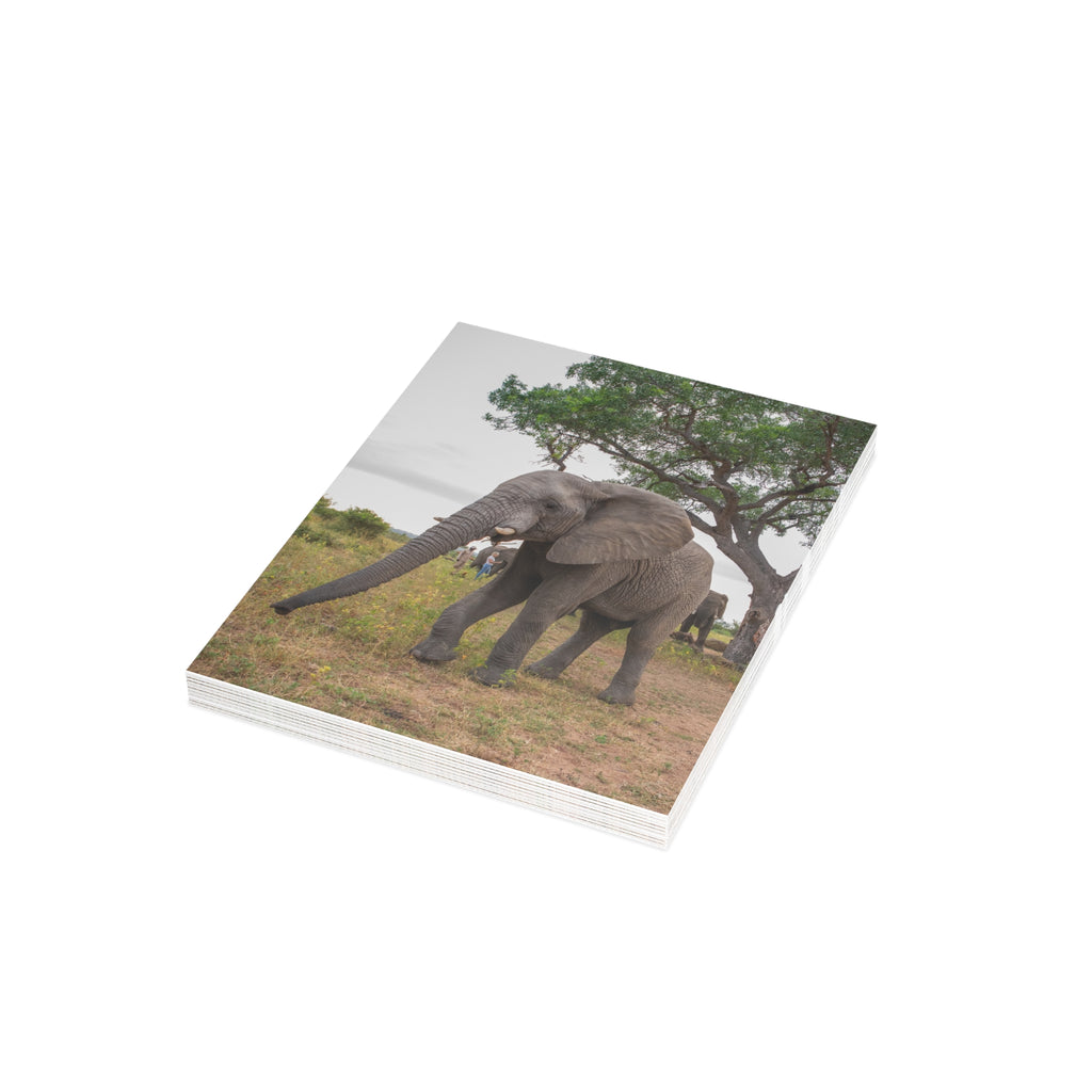 Mambo Postcards (with envelopes) 10's