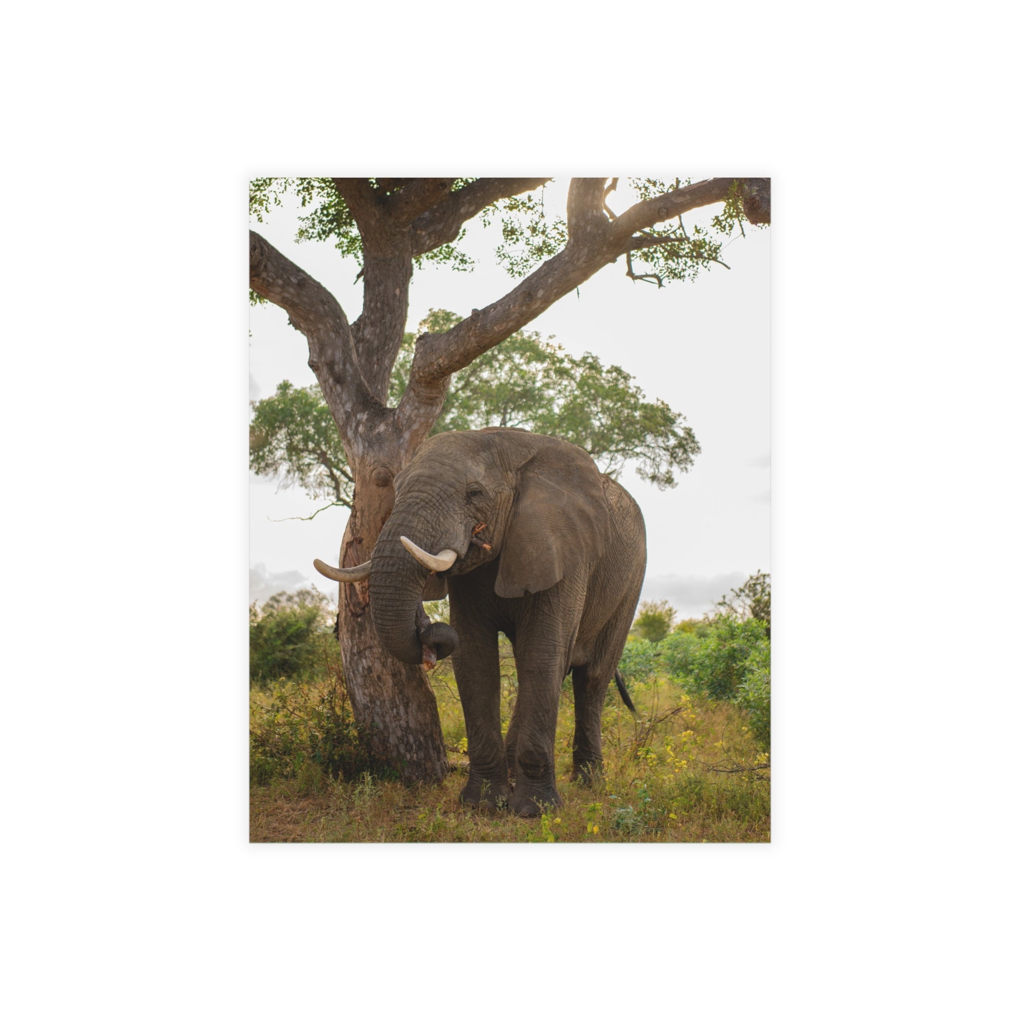 Somopane Postcards (with envelopes) 10's