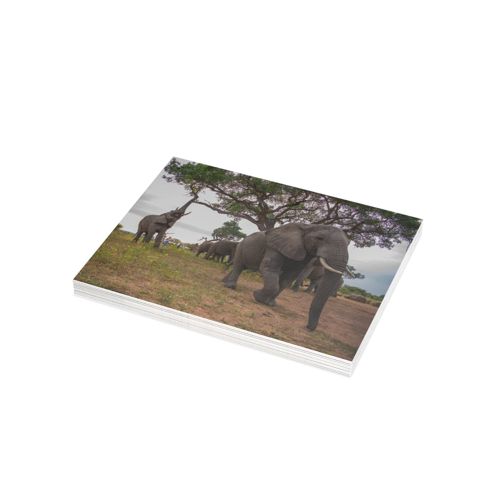 Tokwe Postcards (with envelopes) 10's