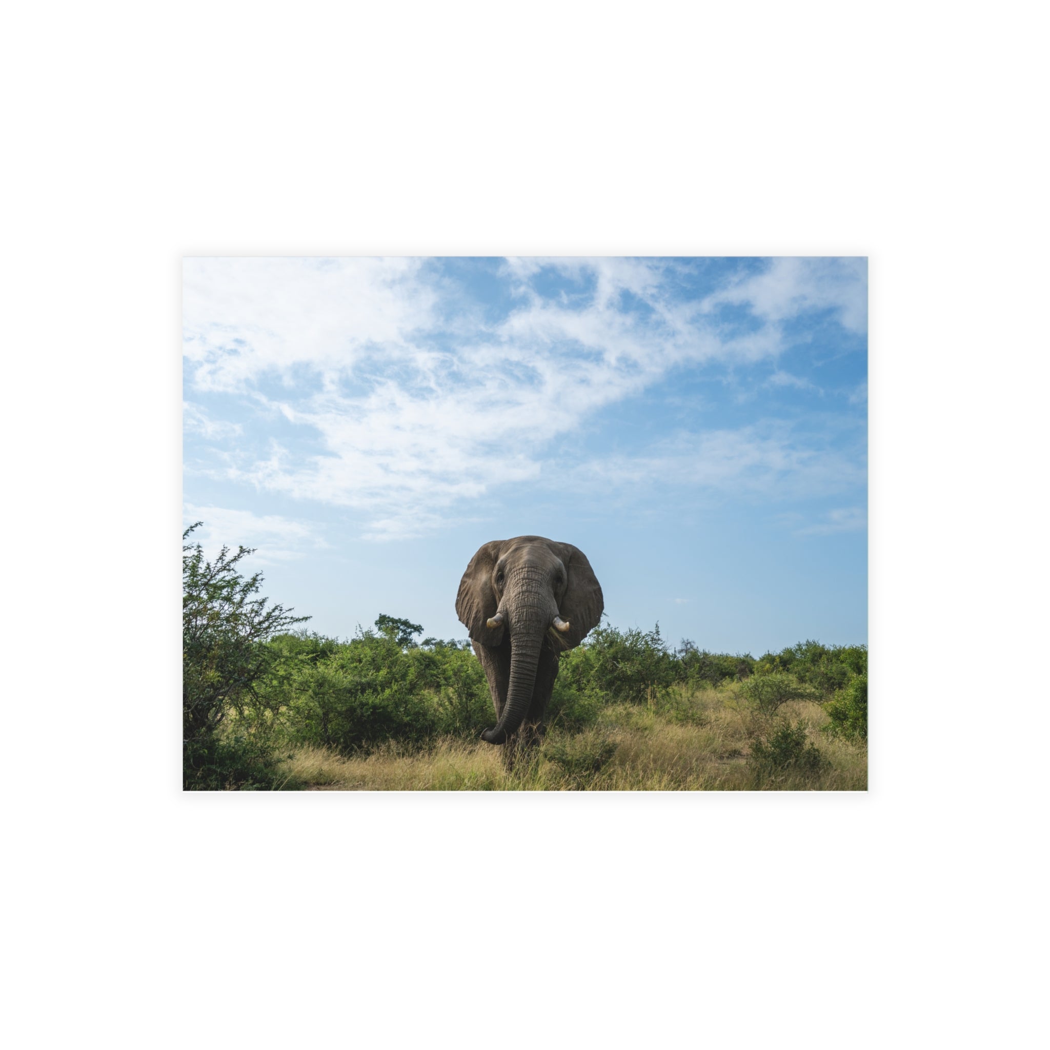 Fishan Postcards (with envelopes) 10's