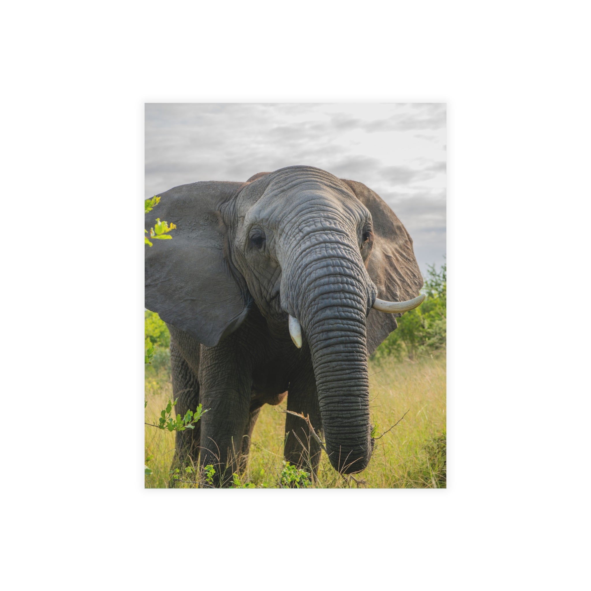 Bubi Postcards (with envelopes) 10's