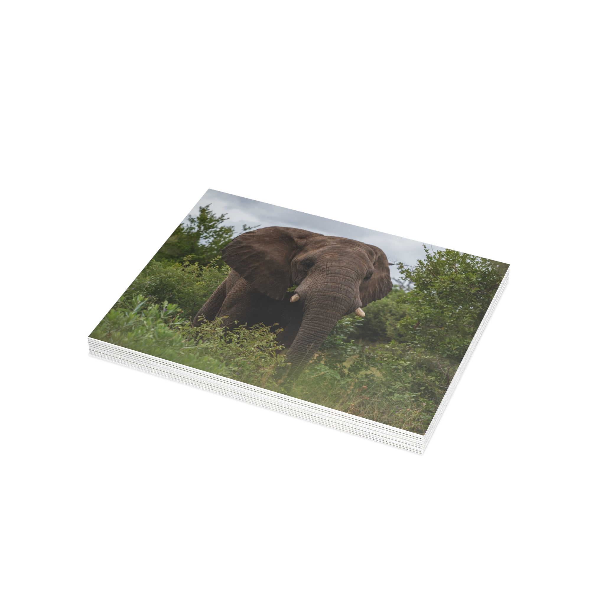 Zindoga Postcards (with envelopes) 10's