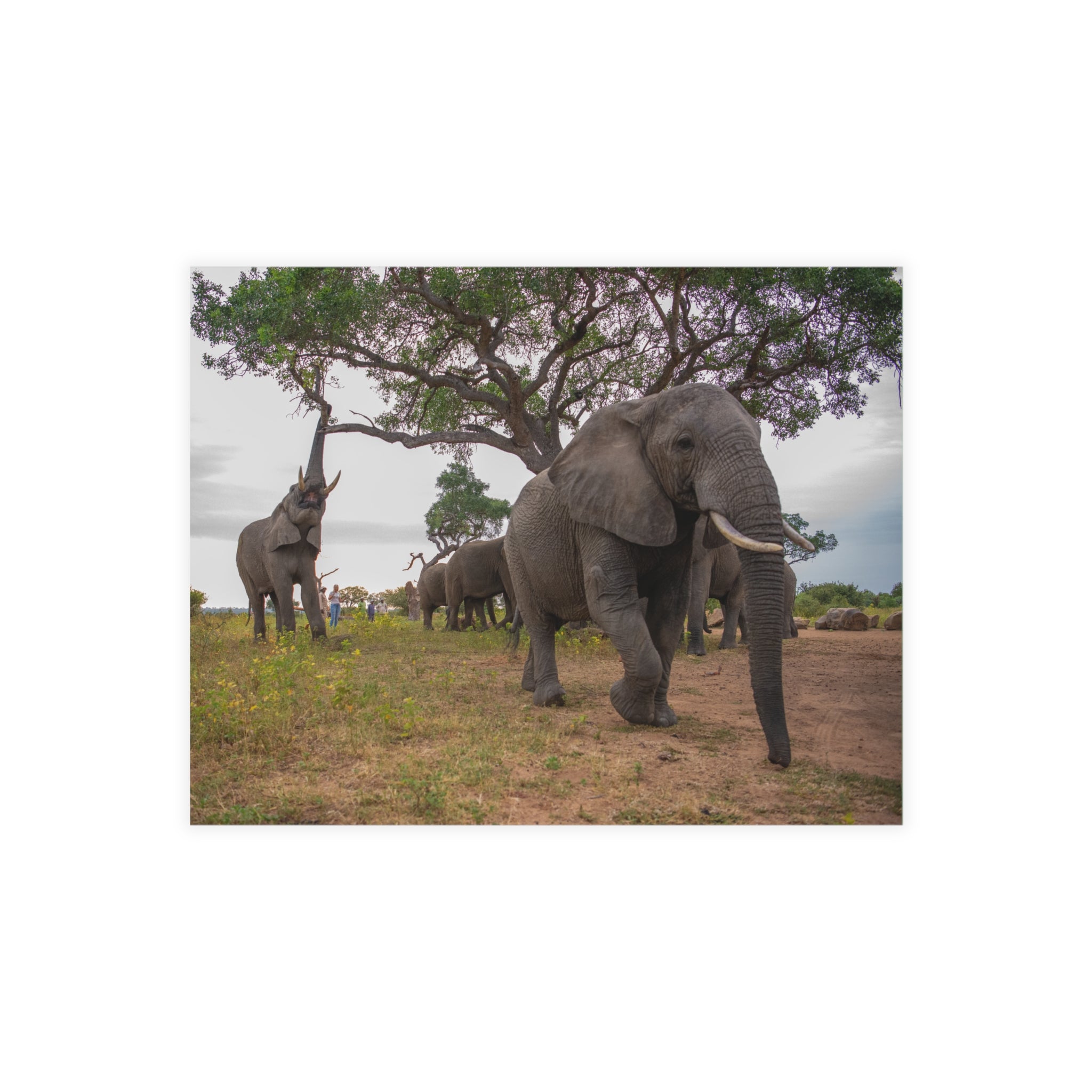 Tokwe Postcards (with envelopes) 10's