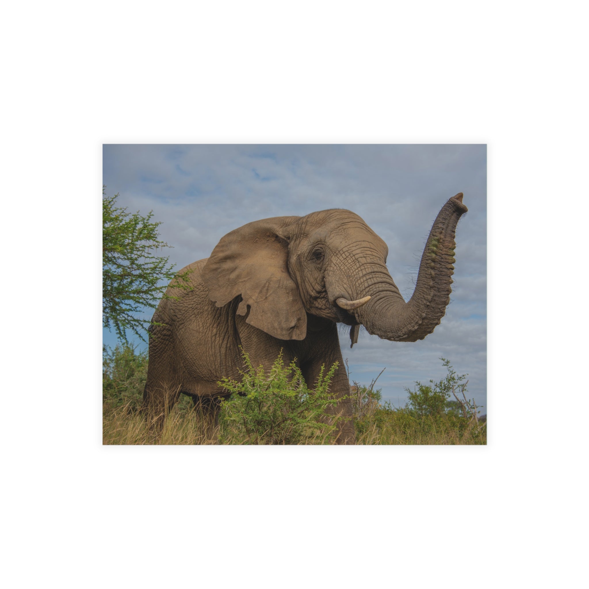 Lundi Postcards (with envelopes) 10's