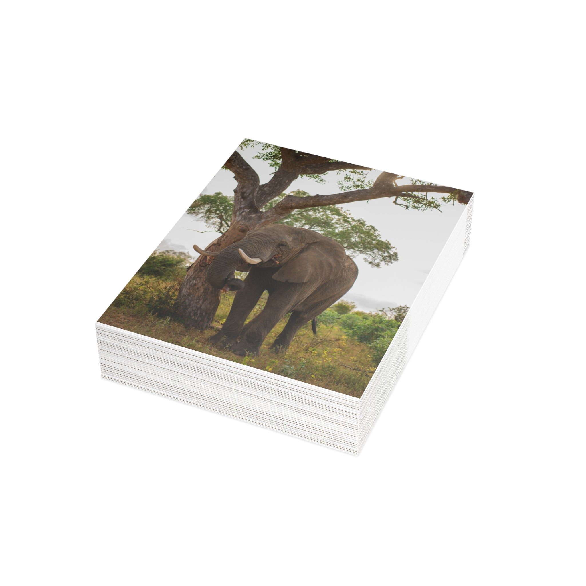 Somopane Postcards (with envelopes) 10's