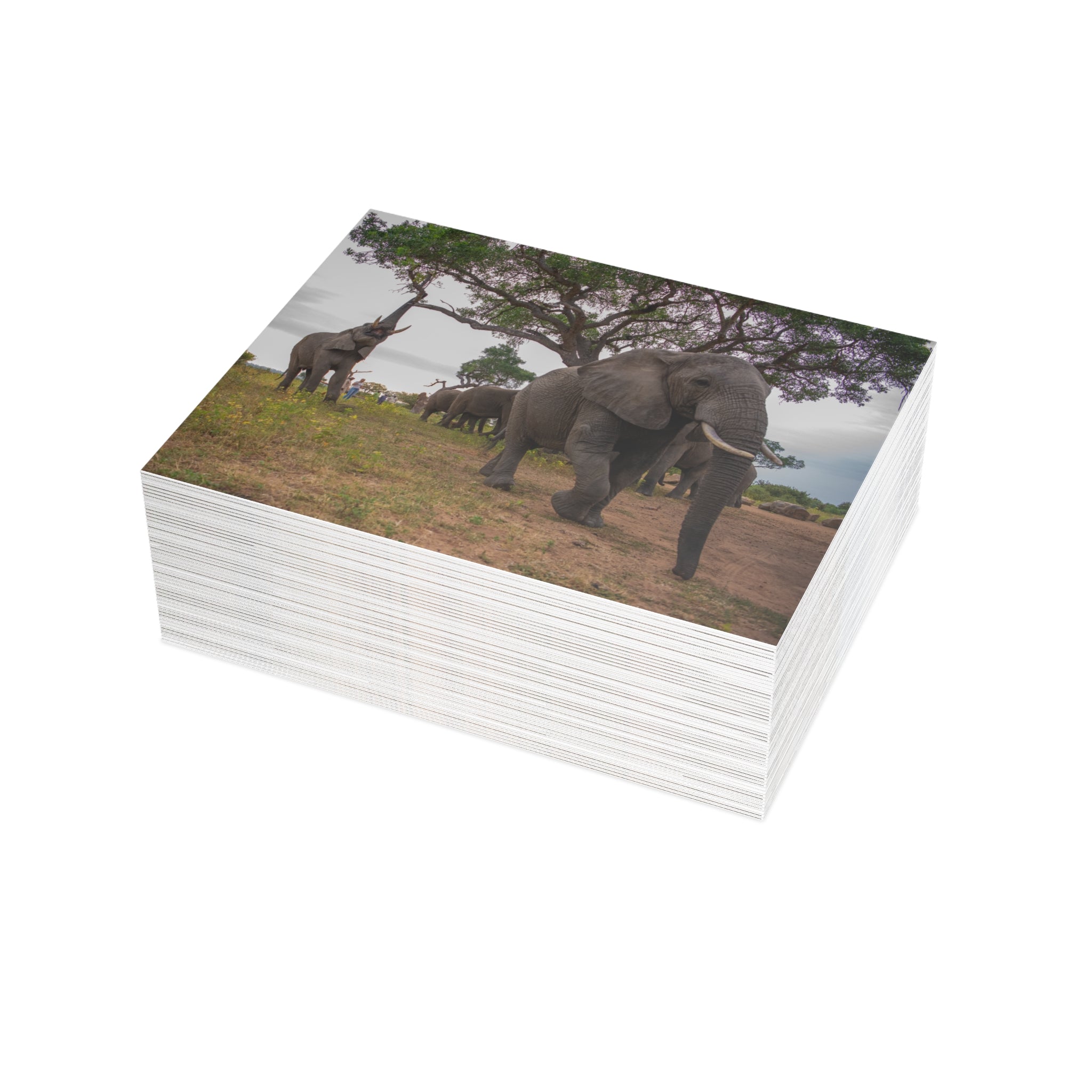 Tokwe Postcards (with envelopes) 10's