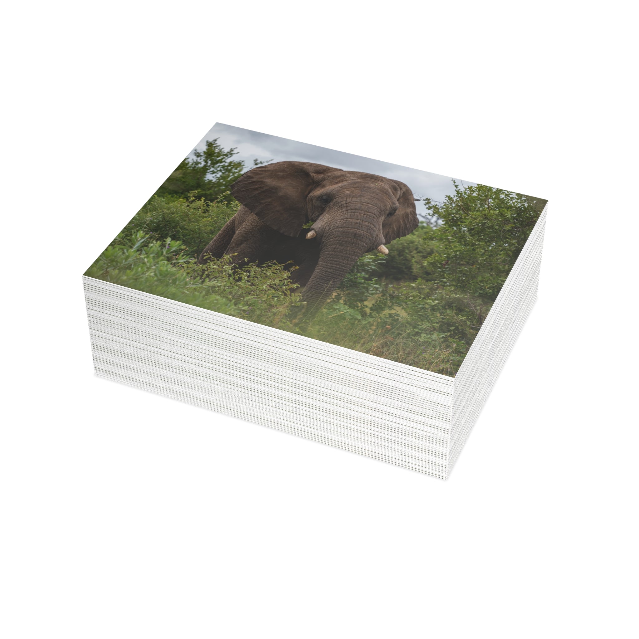 Zindoga Postcards (with envelopes) 10's