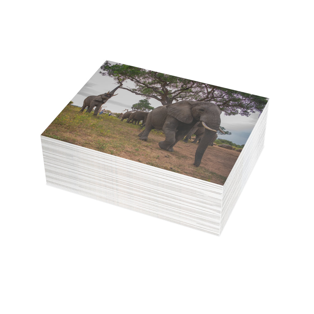 Tokwe Postcards (with envelopes) 10's