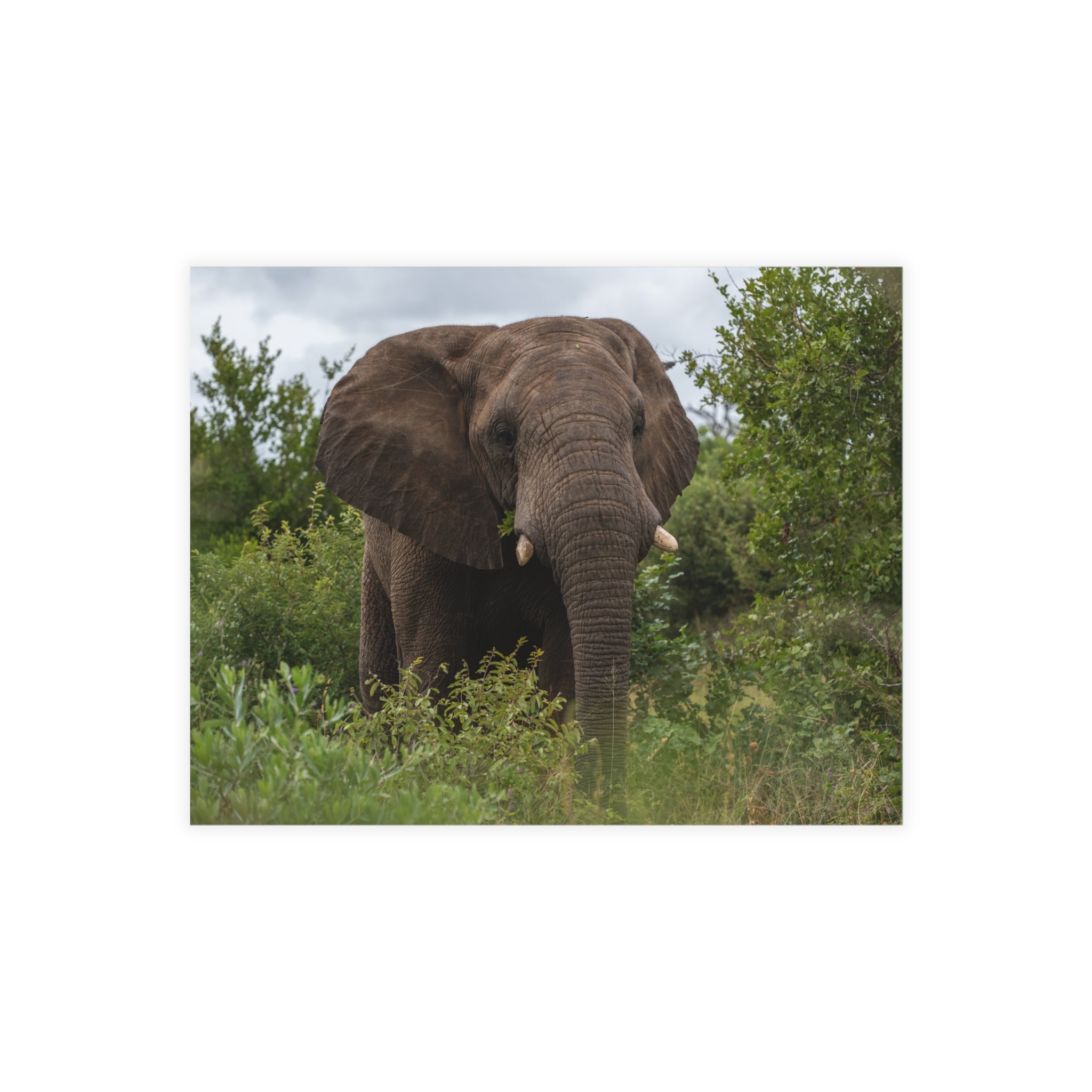 Zindoga Postcards (with envelopes) 10's