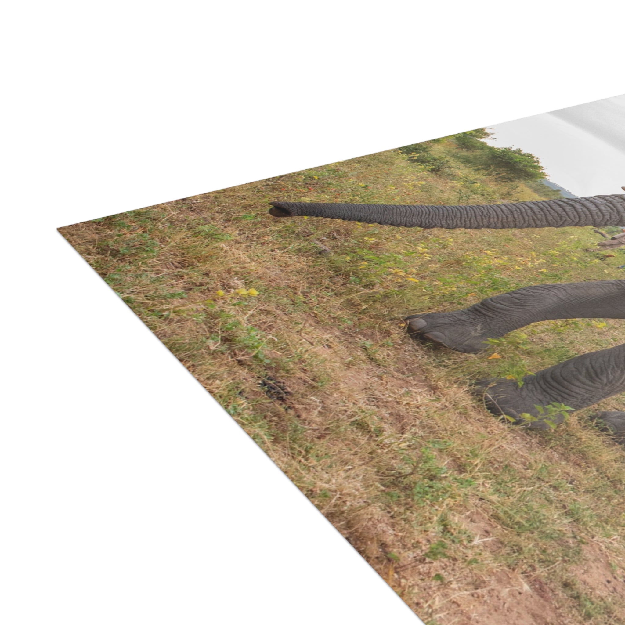 Mambo Postcards (with envelopes) 10's