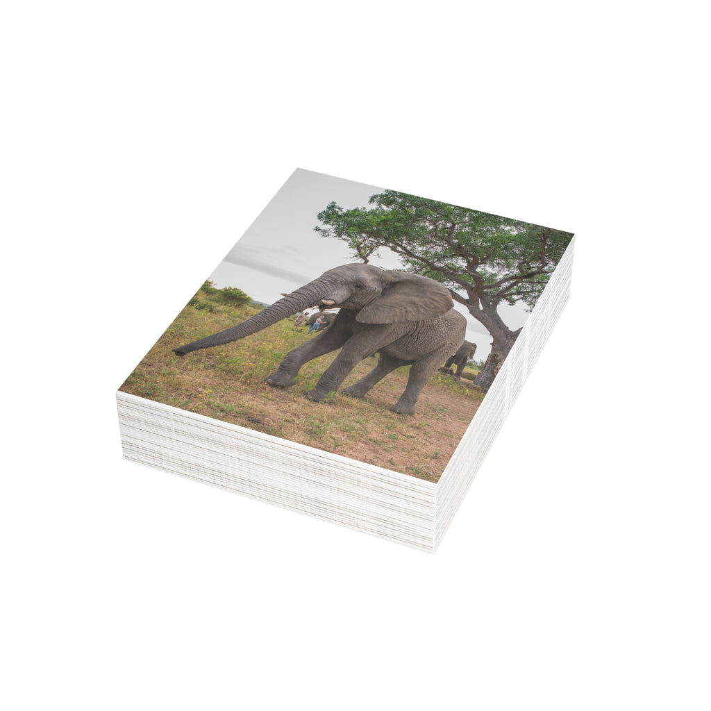 Mambo Postcards (with envelopes) 10's