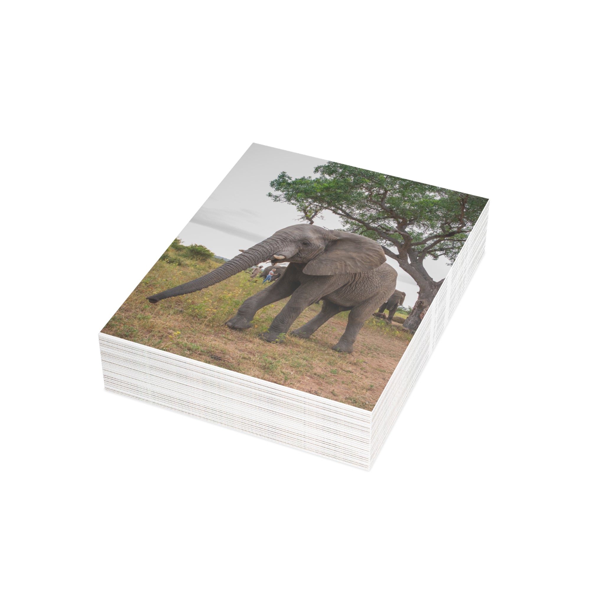 Mambo Postcards (with envelopes) 10's