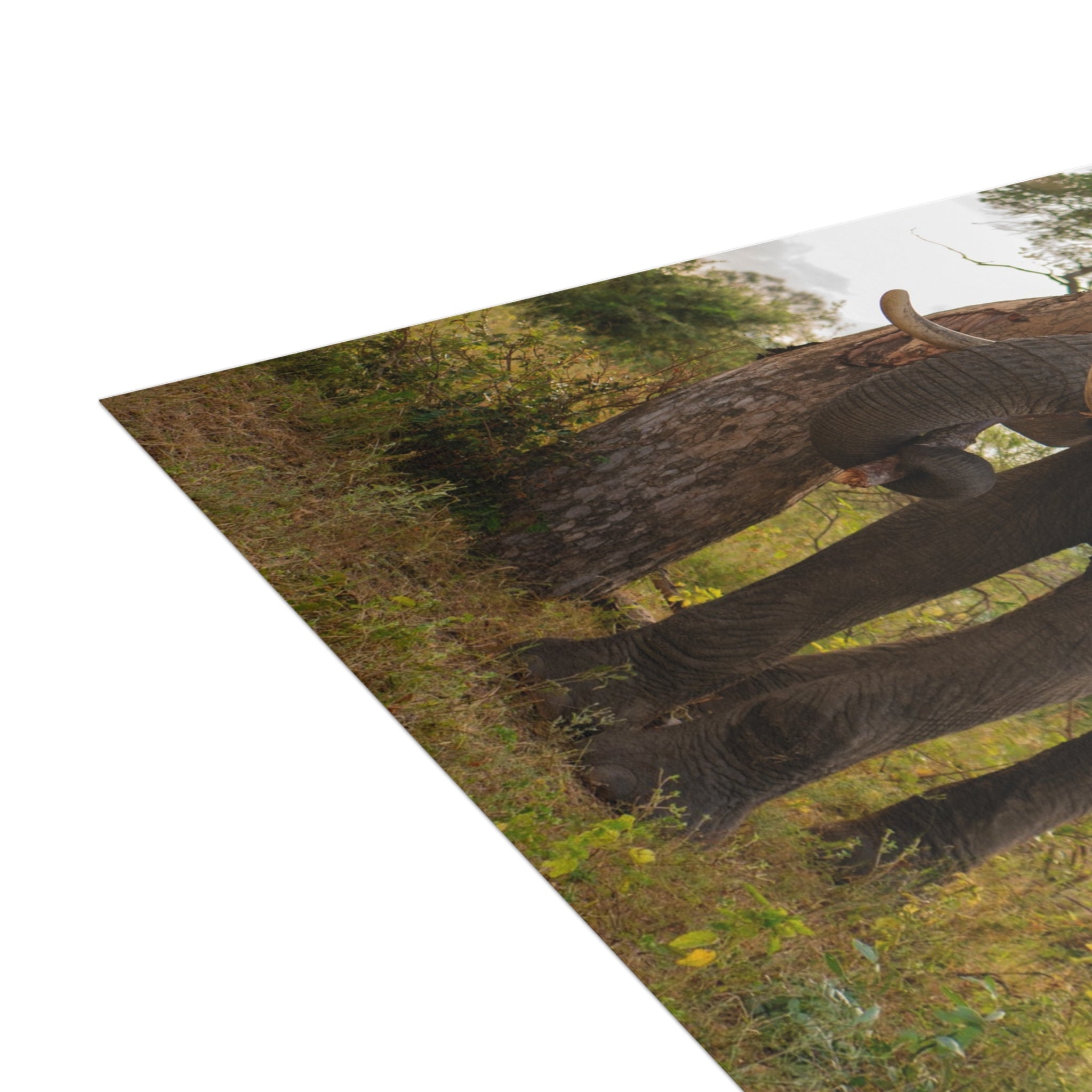 Somopane Postcards (with envelopes) 10's