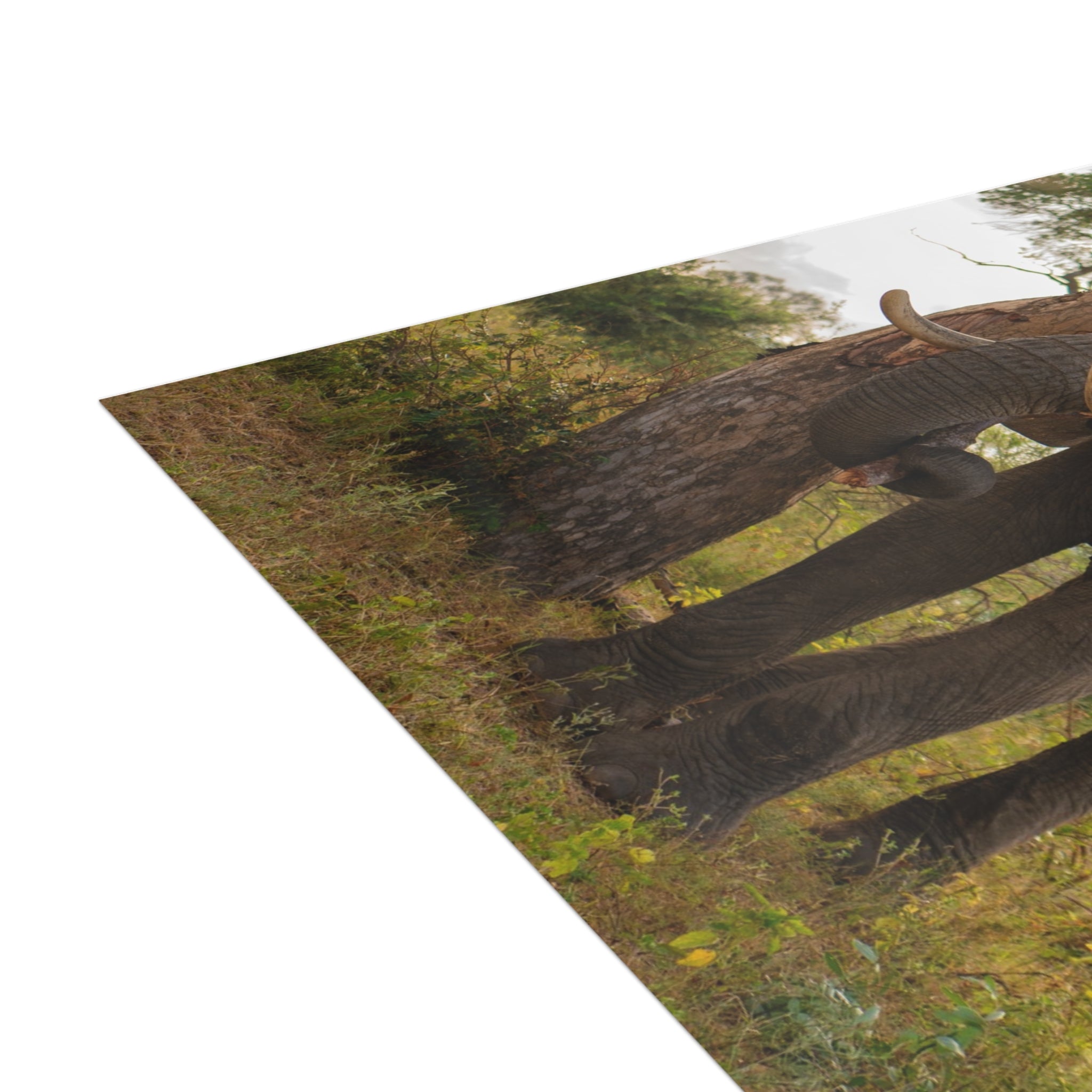 Somopane Postcards (with envelopes) 10's