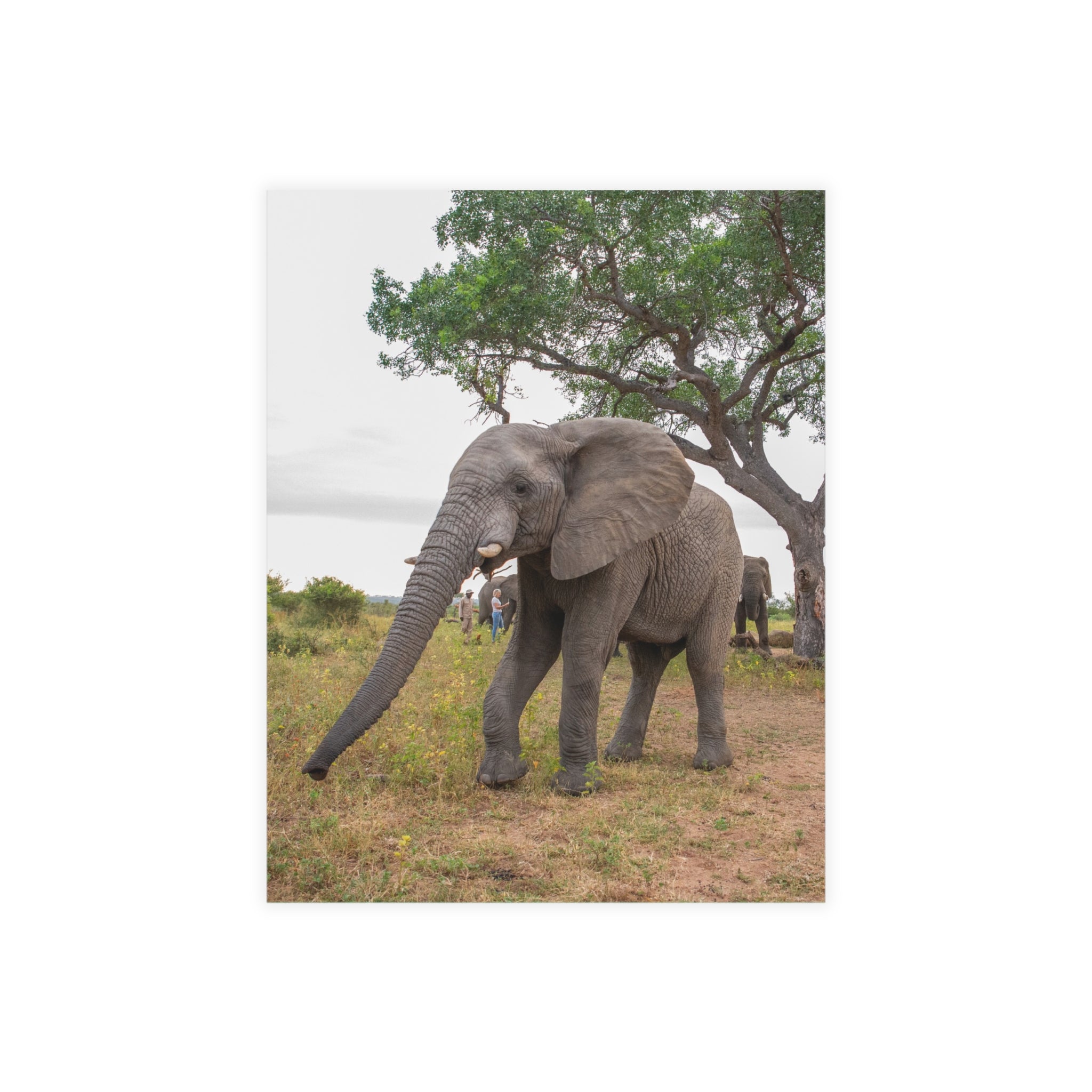 Mambo Postcards (with envelopes) 10's